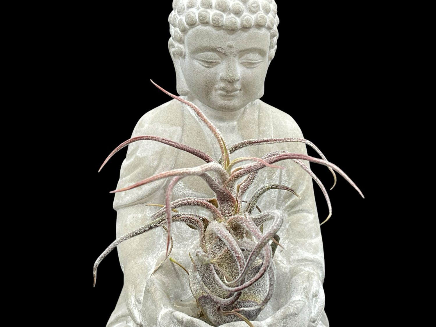 Tillandsia pruinosa (Blooming size) 