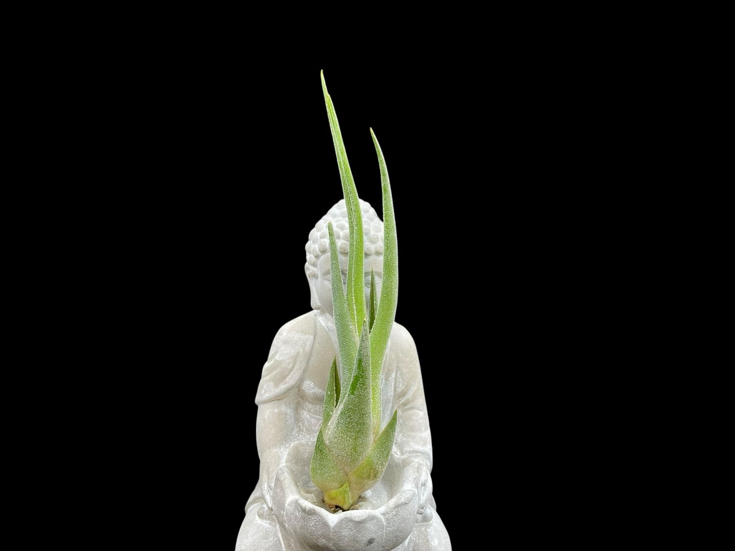 Tillandsia seleriana 