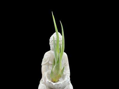 Tillandsia seleriana 