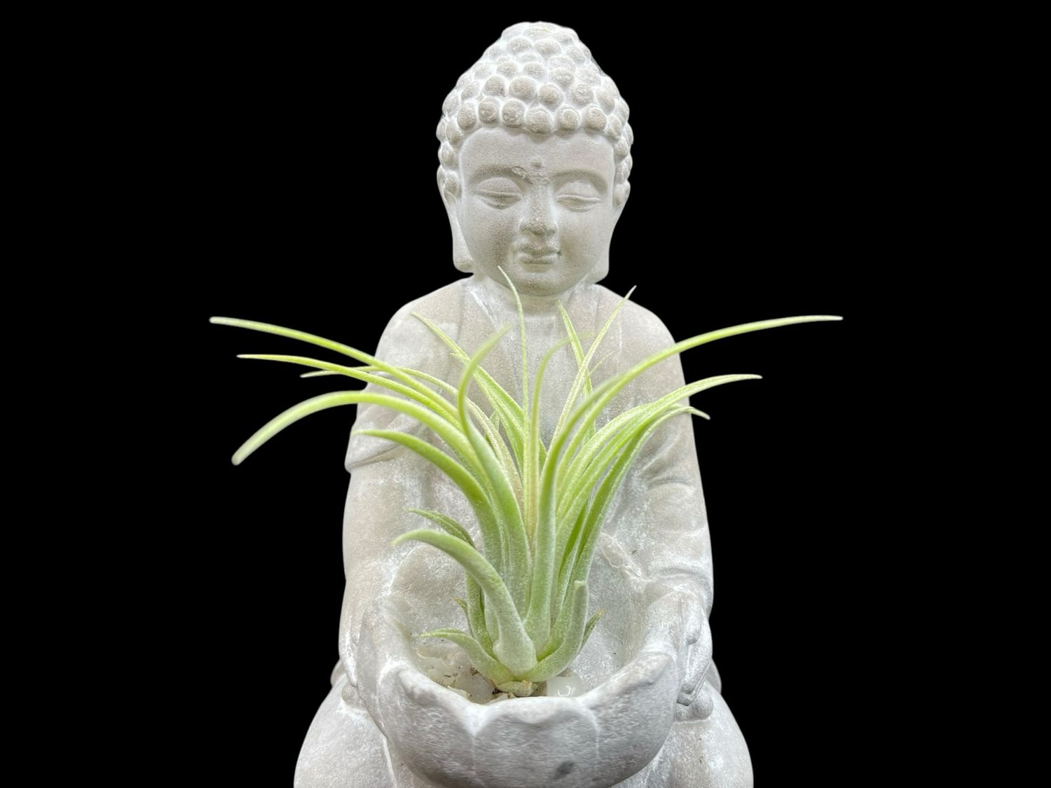 Tillandsia ionantha scaposa
