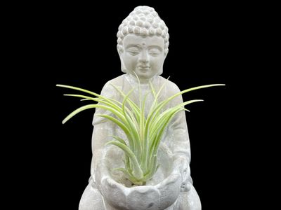 Tillandsia ionantha scaposa