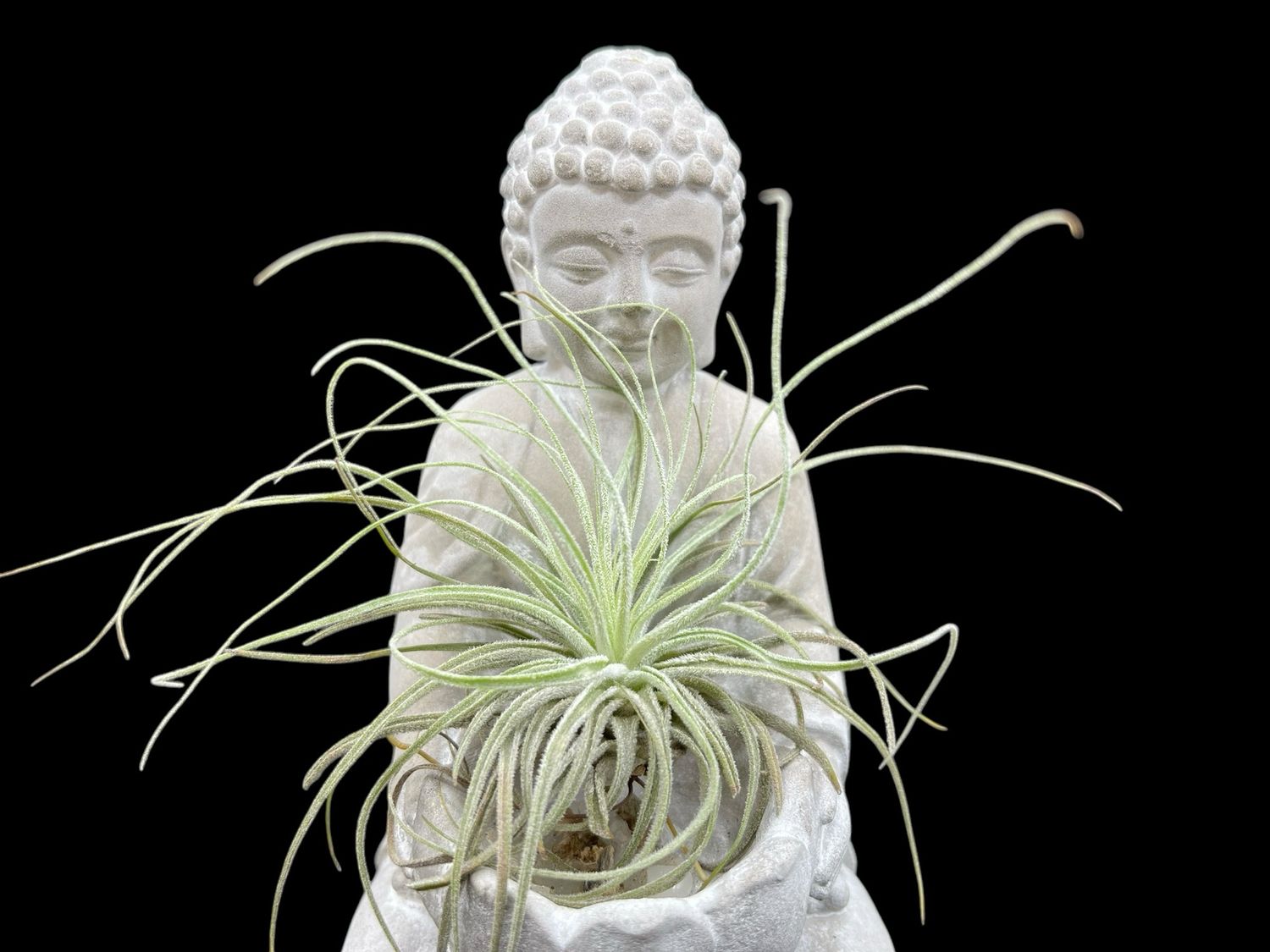Tillandsia oaxacana 