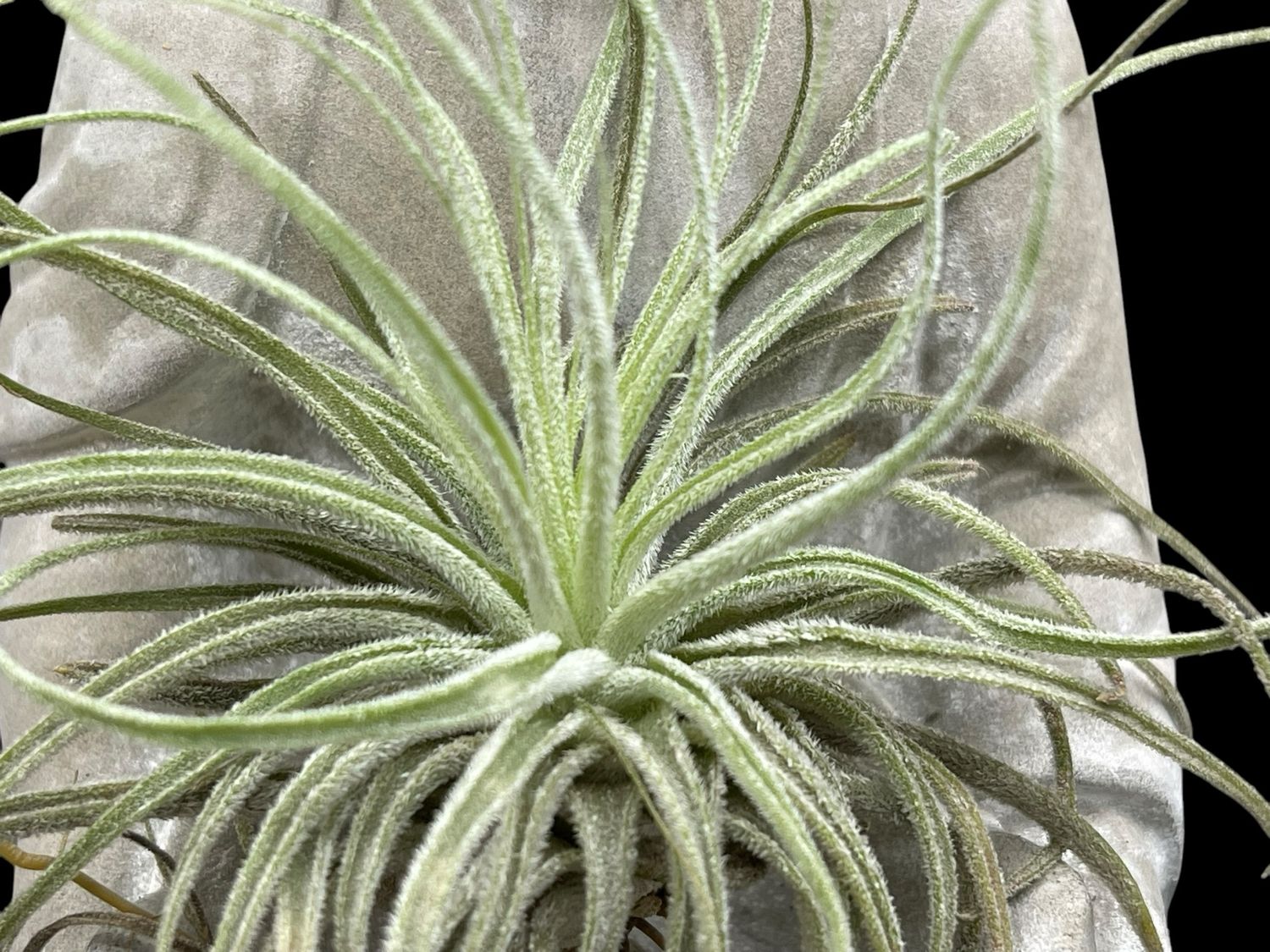 Tillandsia oaxacana 