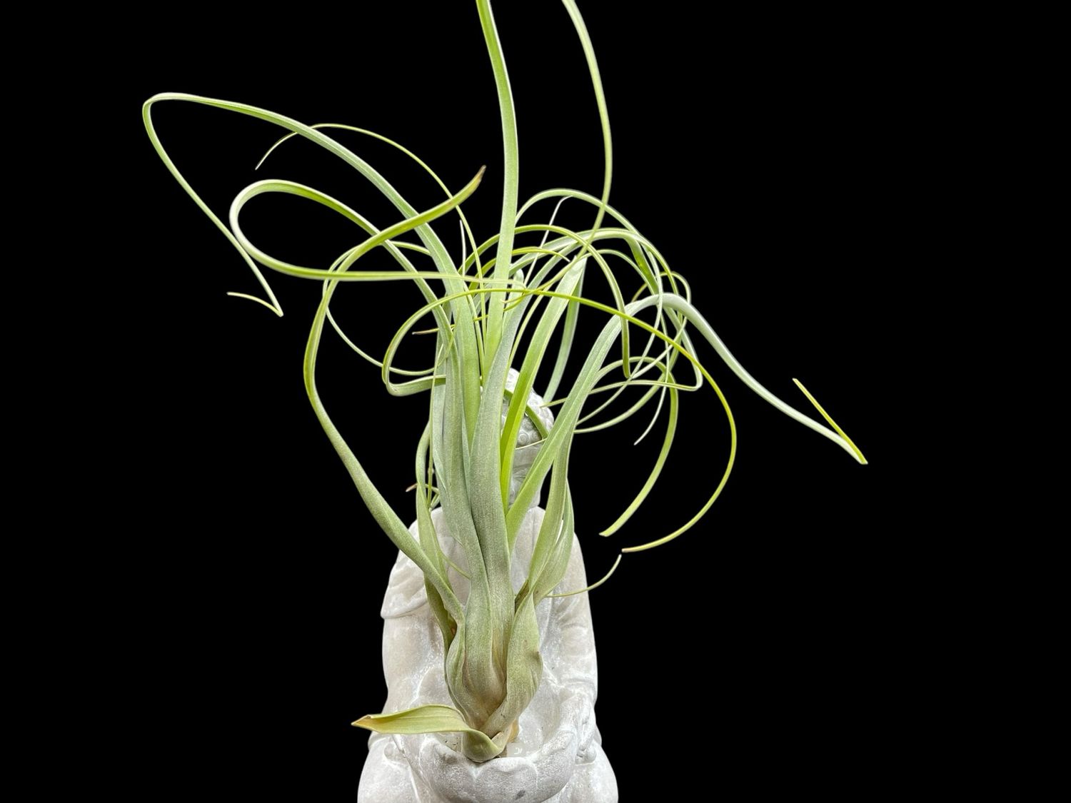 Tillandsia balbisiana - X-Large