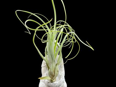 Tillandsia balbisiana - X-Large