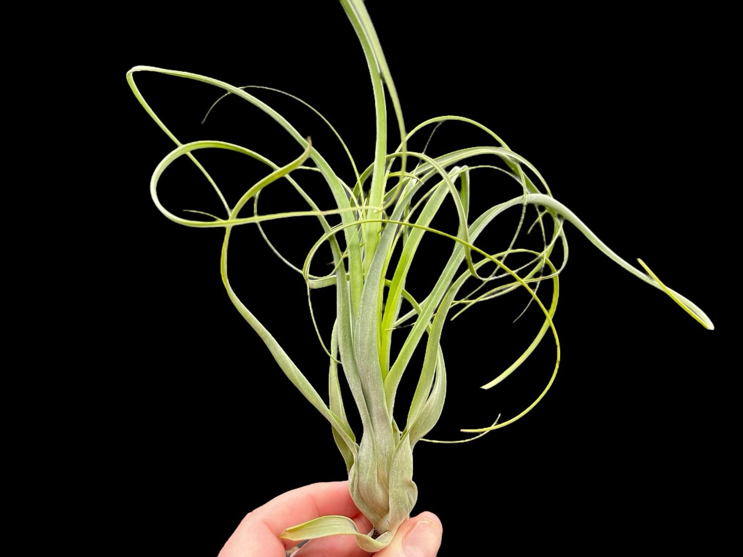 Tillandsia balbisiana - X-Large