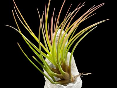 Tillandsia tricolor melanocrater