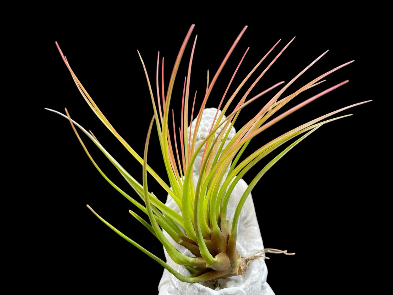 Tillandsia tricolor melanocrater