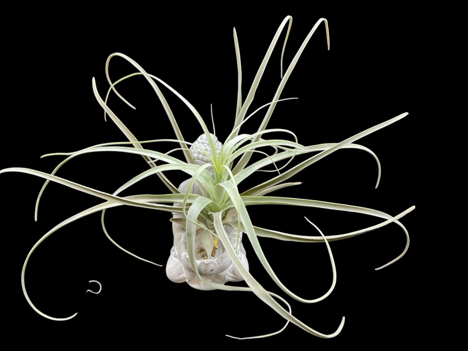 Tillandsia straminea X-Large