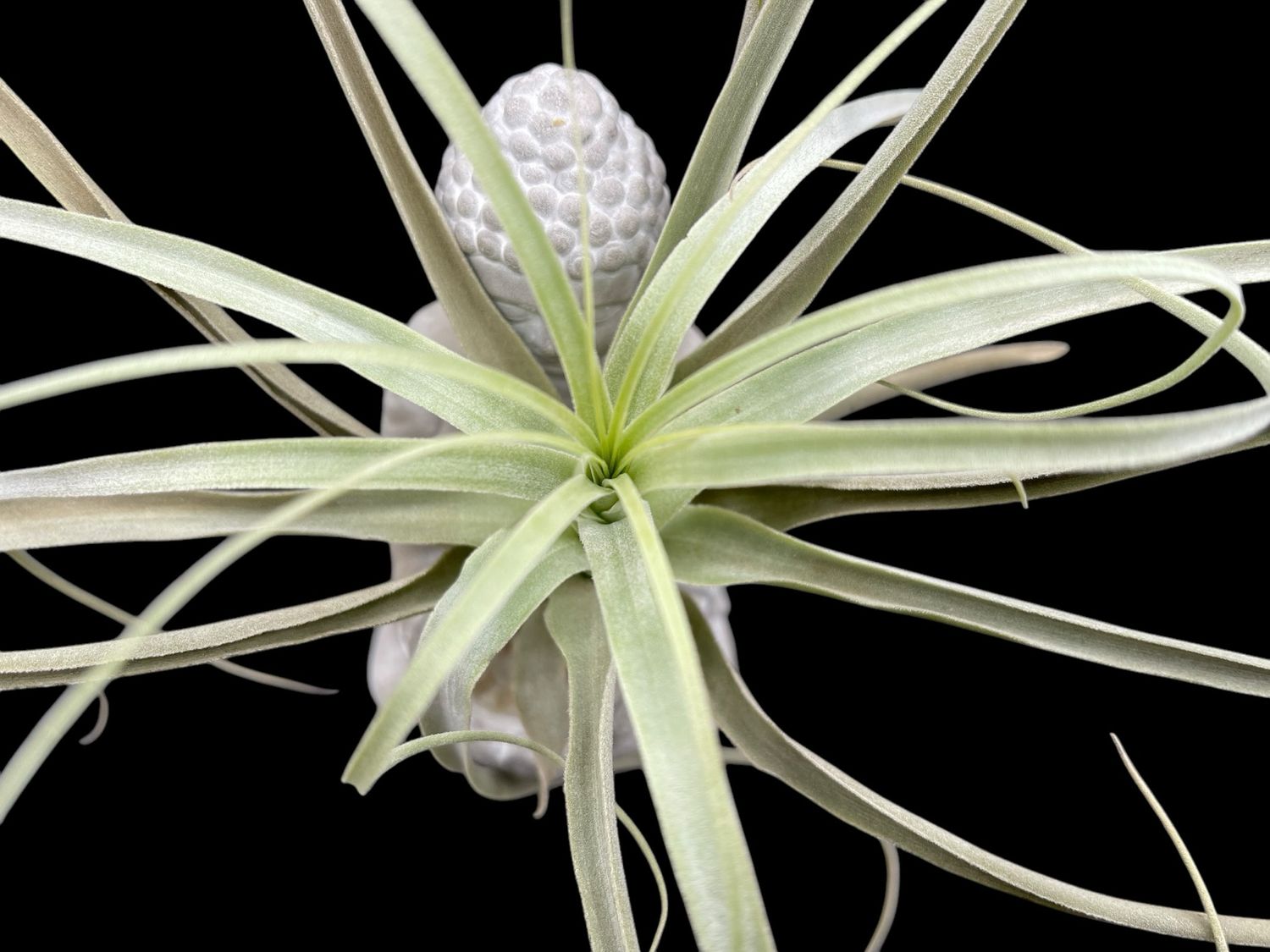 Tillandsia straminea