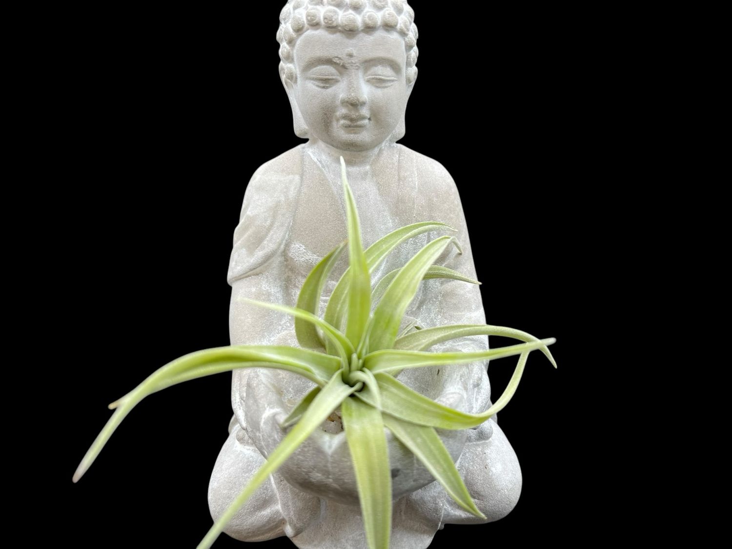Tillandsia brachycaulos abdita 