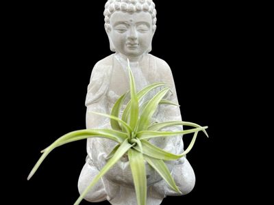 Tillandsia brachycaulos abdita 