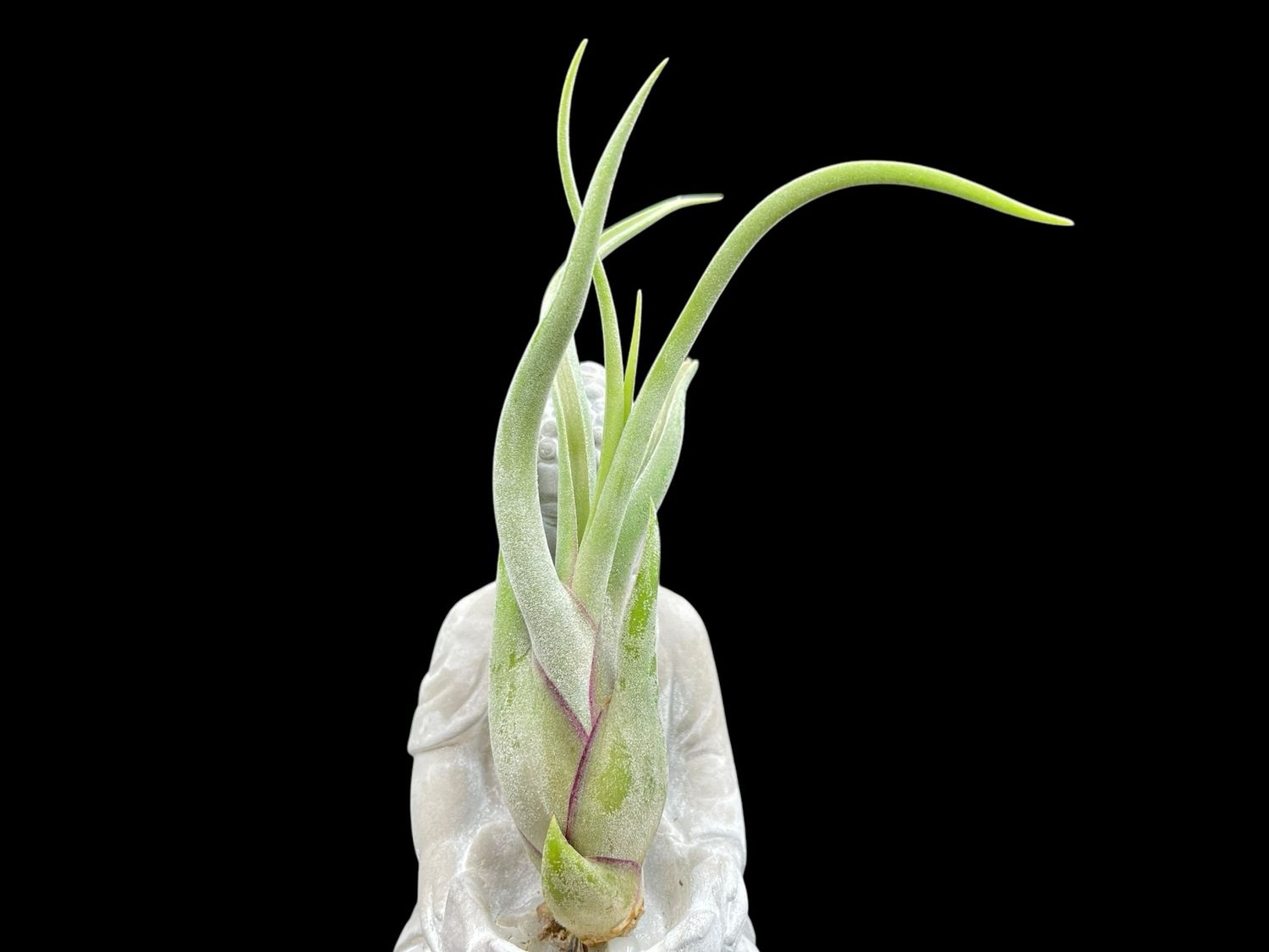 Tillandsia caput medusae
