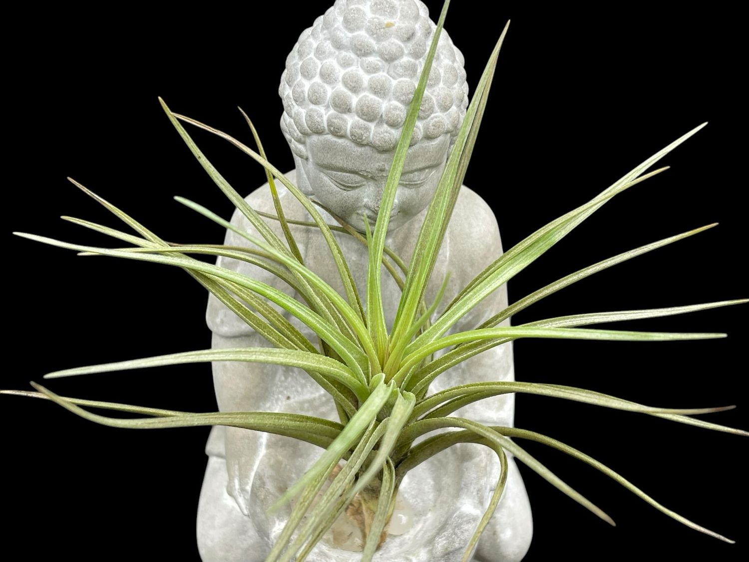 Tillandsia tenuifolia
