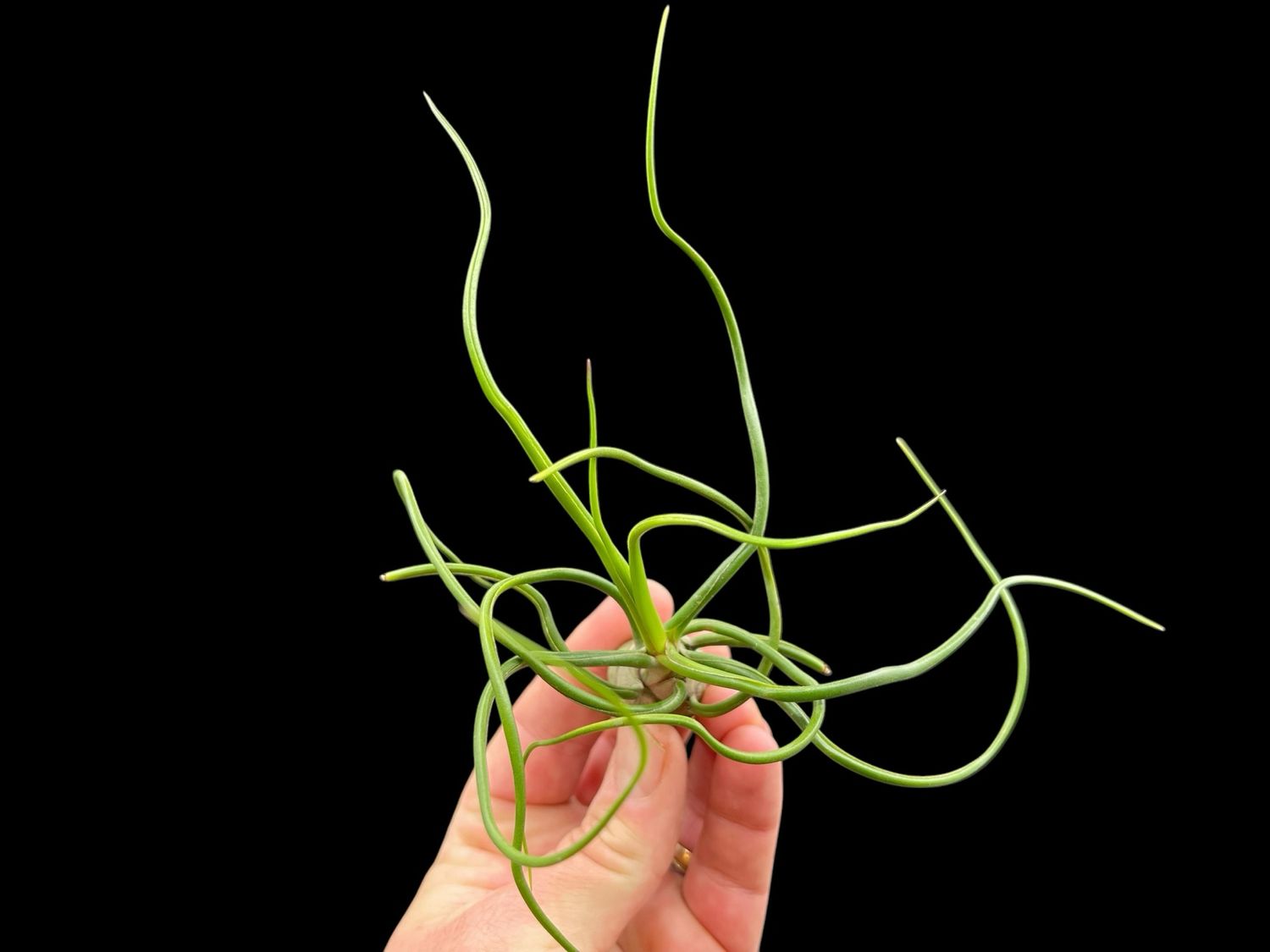 Tillandsia bulbosa