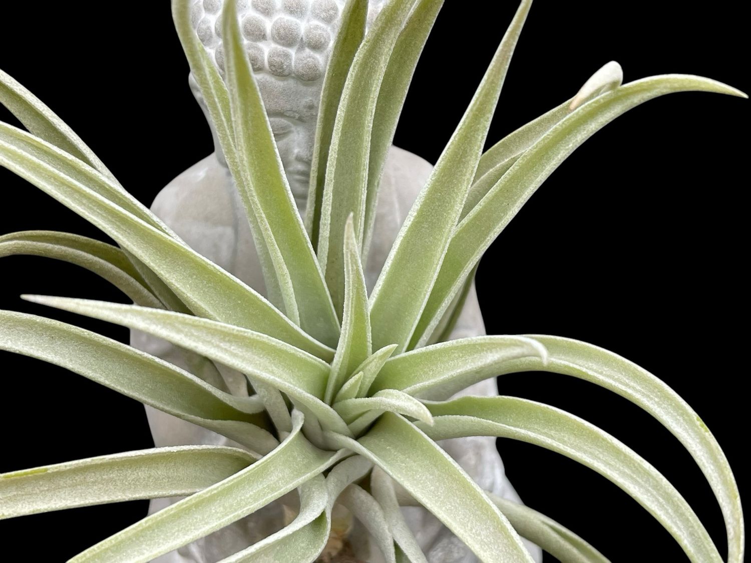 Tillandsia harrisii - Stunning! 