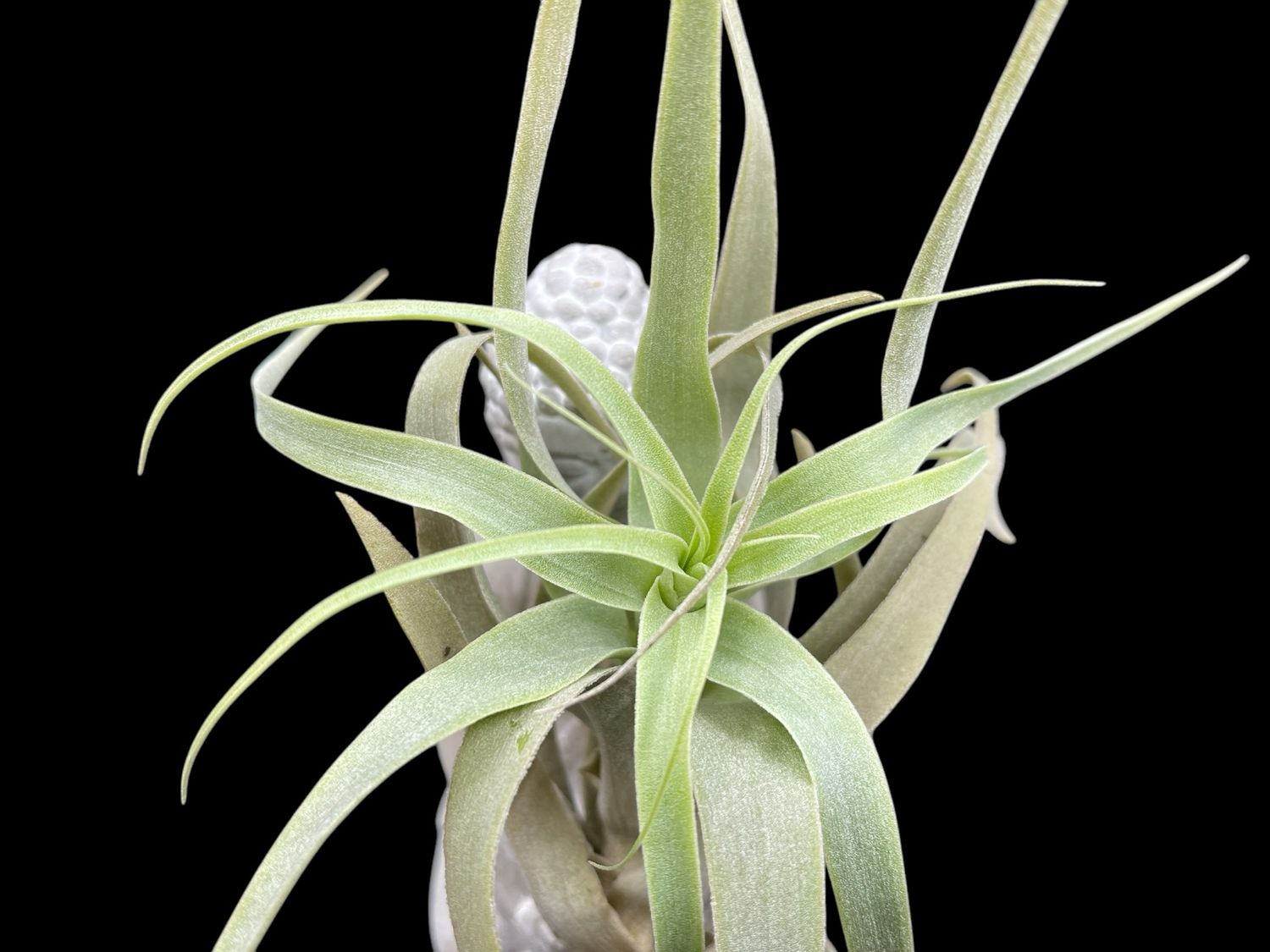 Tillandsia cacticola - Large