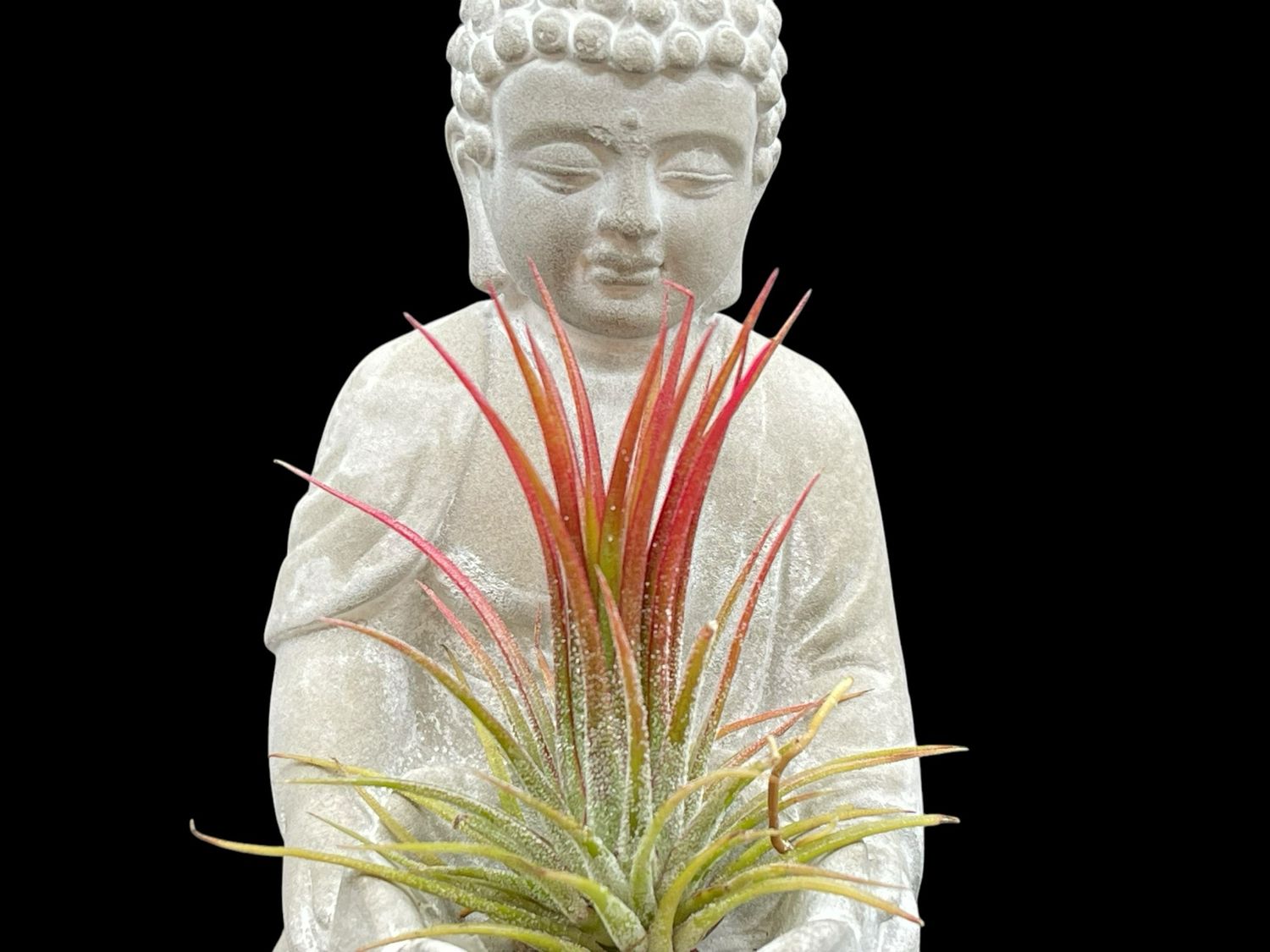 Tillandsia ionantha fuego 