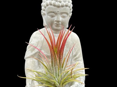 Tillandsia ionantha fuego 