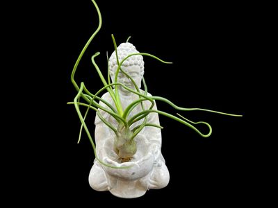 Tillandsia bulbosa (Large)