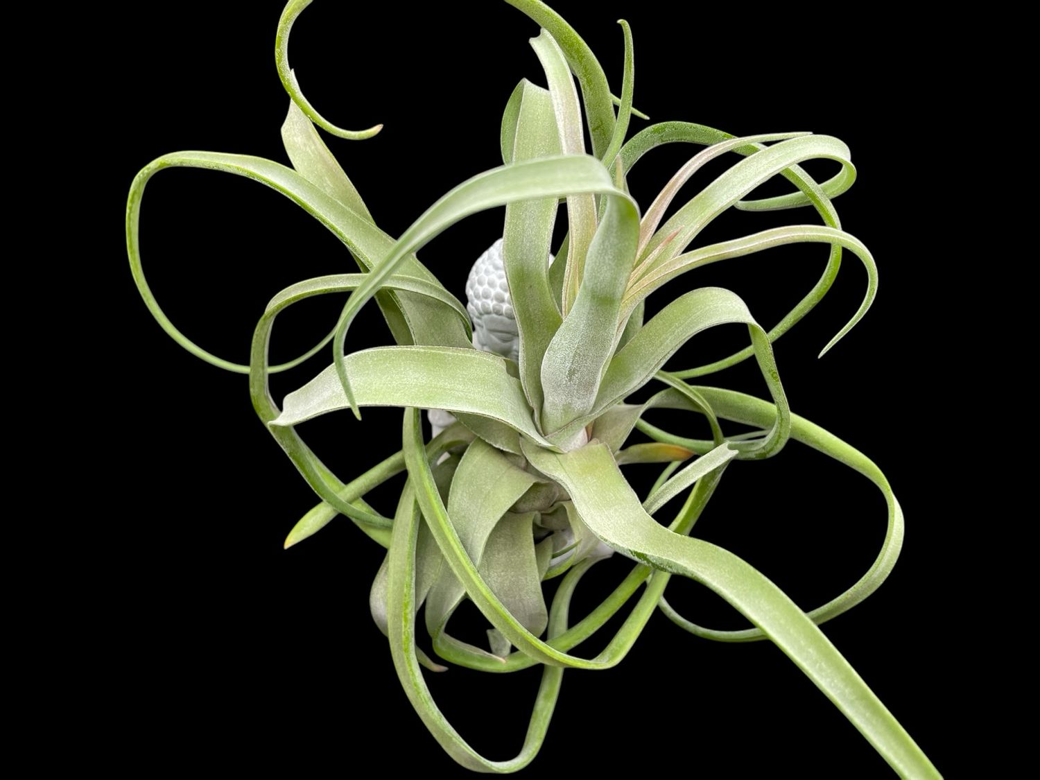 Tillandsia streptophylla - X Large