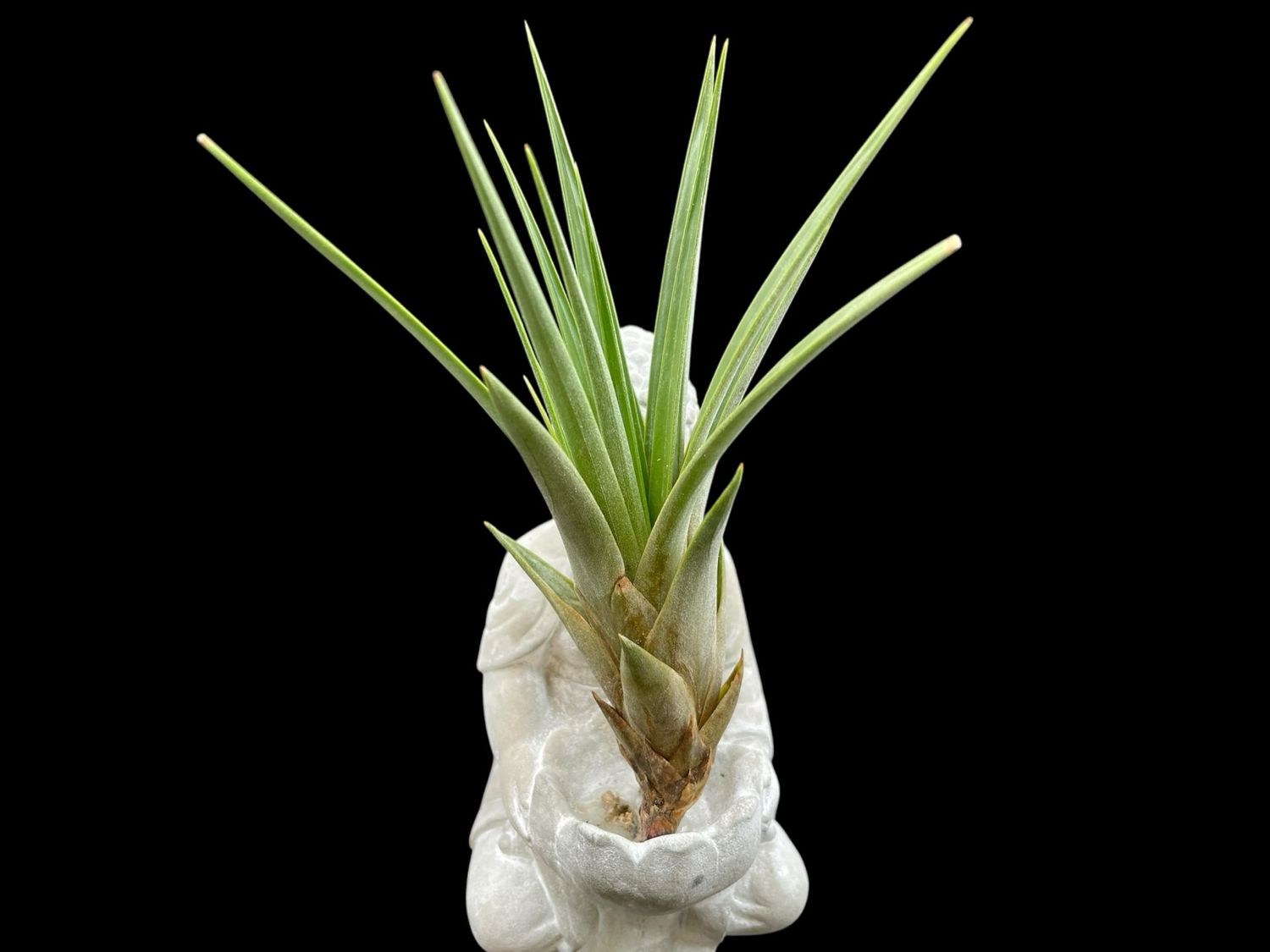 Tillandsia fasciculata tricolor