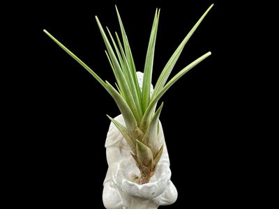 Tillandsia fasciculata tricolor