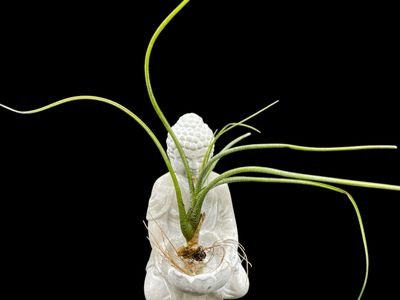 Tillandsia butzii