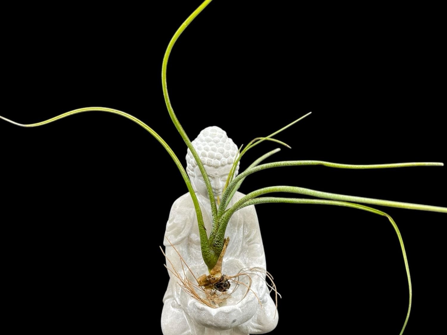 Tillandsia butzii