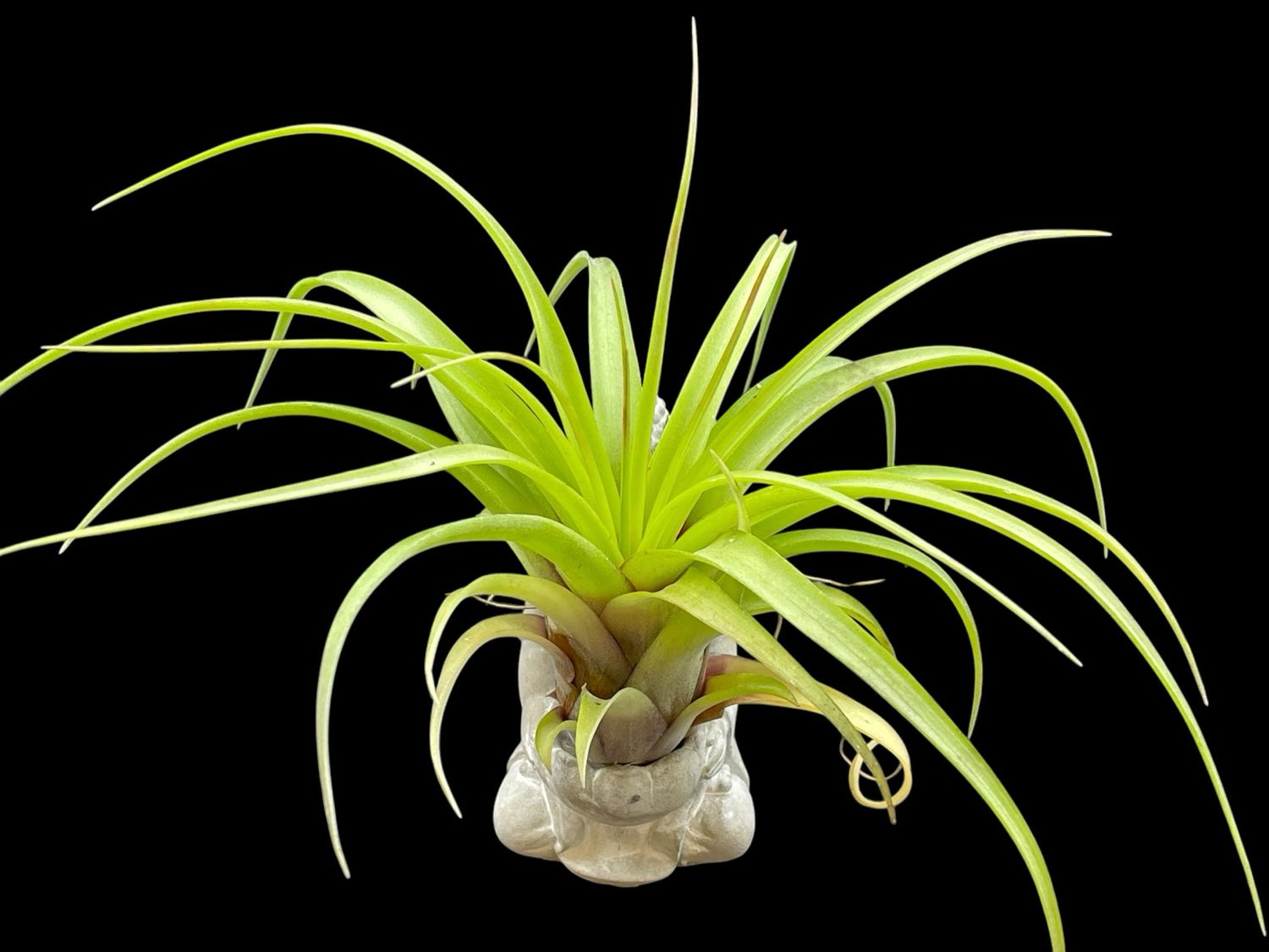 Tillandsia Eric Knoblock (X-Large) 