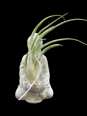 Tillandsia circinata (Large) 