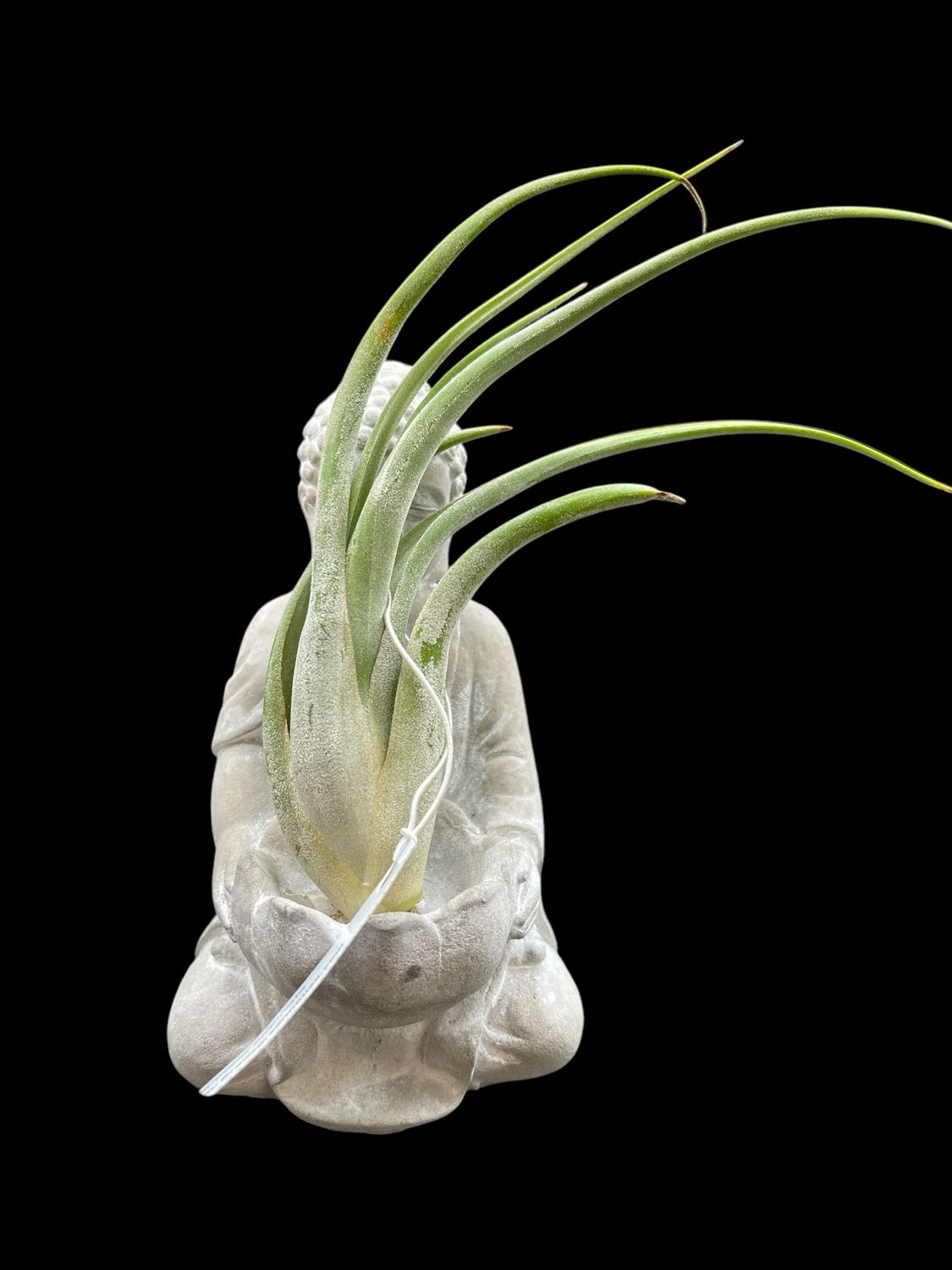 Tillandsia circinata (Large) 