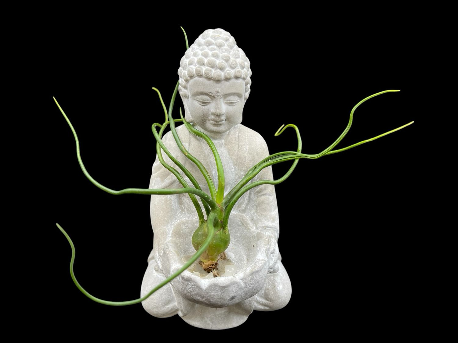 Tillandsia bulbosa (Medium)