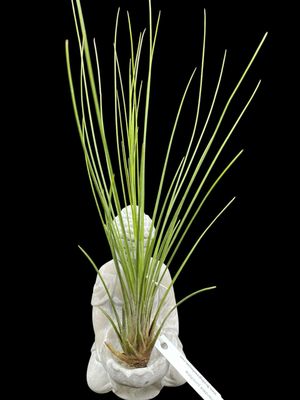 Tillandsia juncifolia (X-Large)