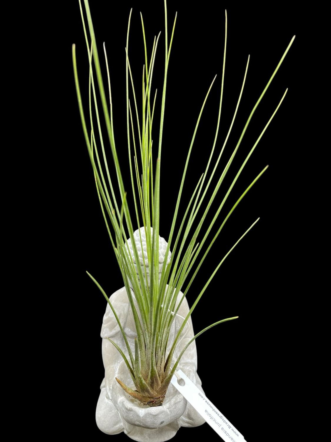 Tillandsia juncifolia (X-Large)