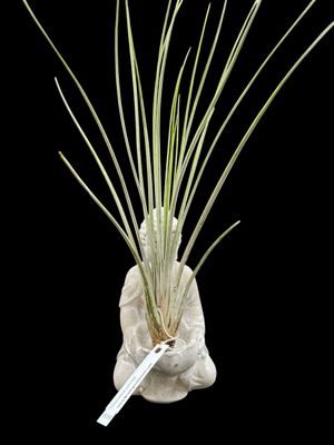 Tillandsia juncea. (X-Large)