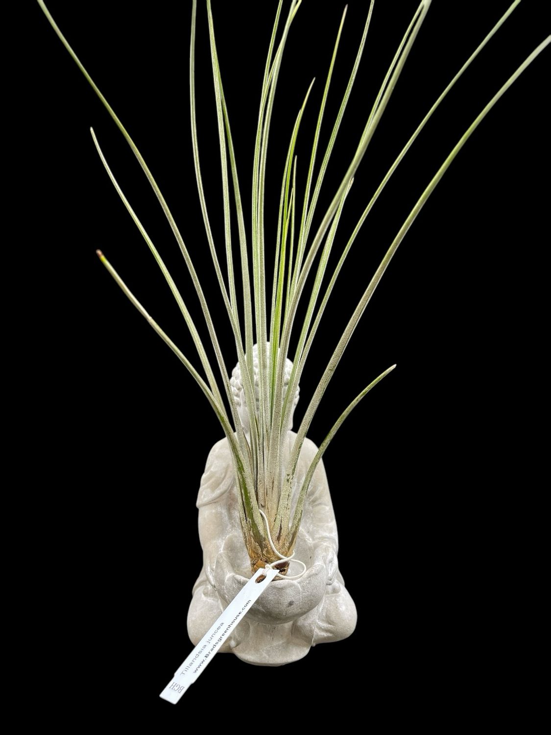 Tillandsia juncea. (X-Large)