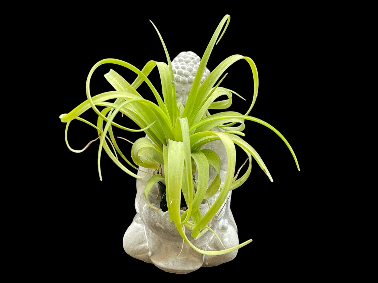 Tillandsia Eric Knoblock (Large) 