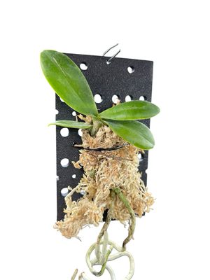 Orchid Mount (4 pack) 