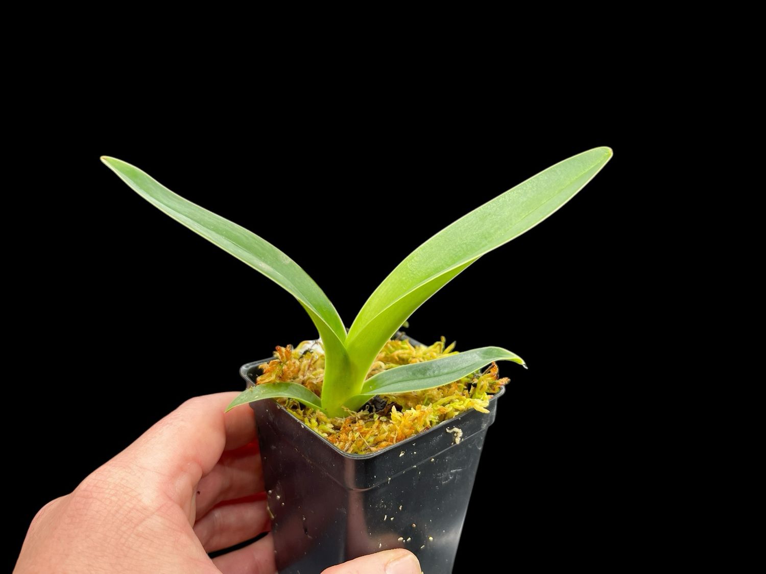 Paphiopedilum lowii ('Flying Purple' x 'Perfection') 