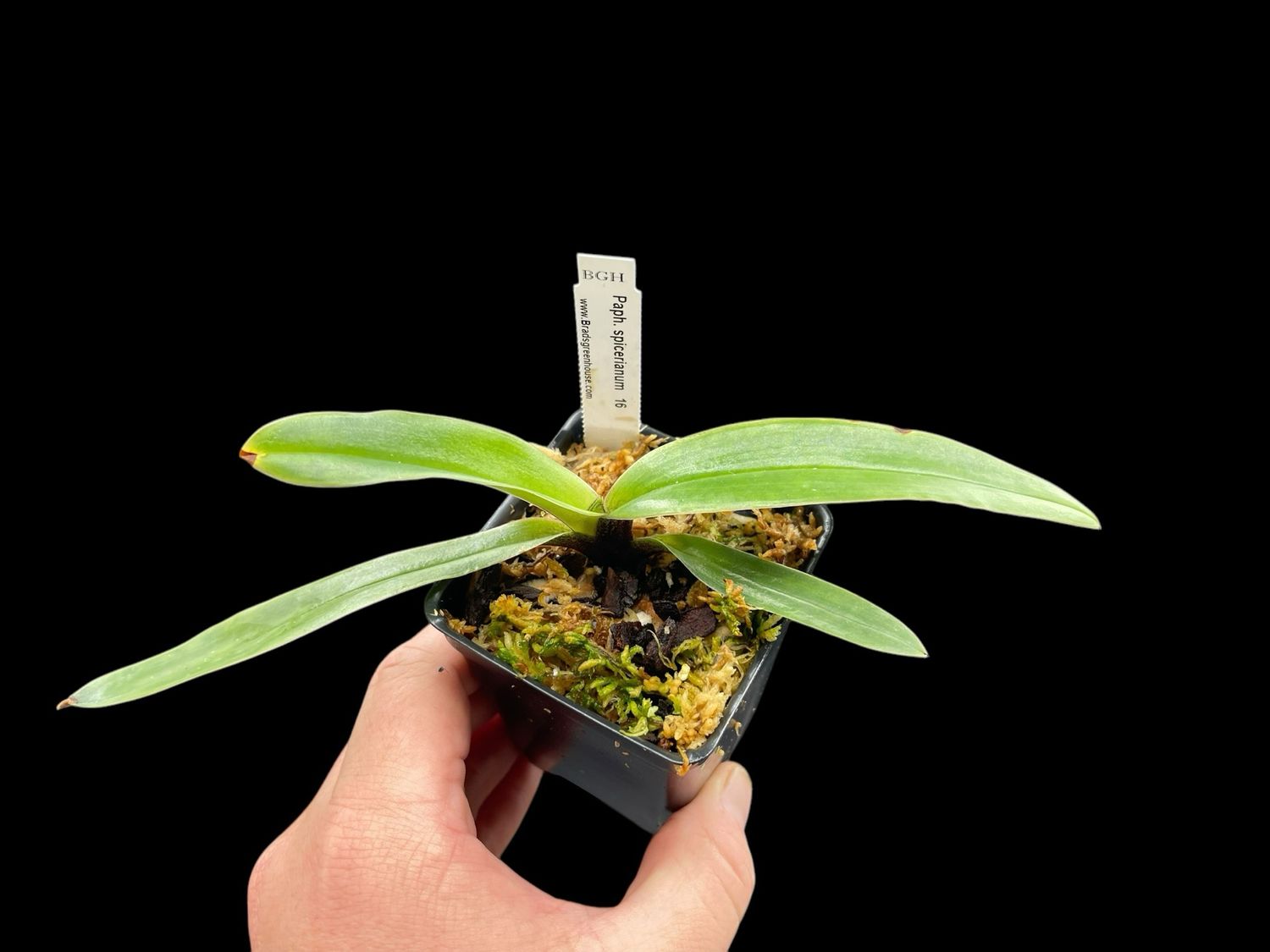 Paphiopedilum spicerianum ('Fat Boy' x 'Raven') 