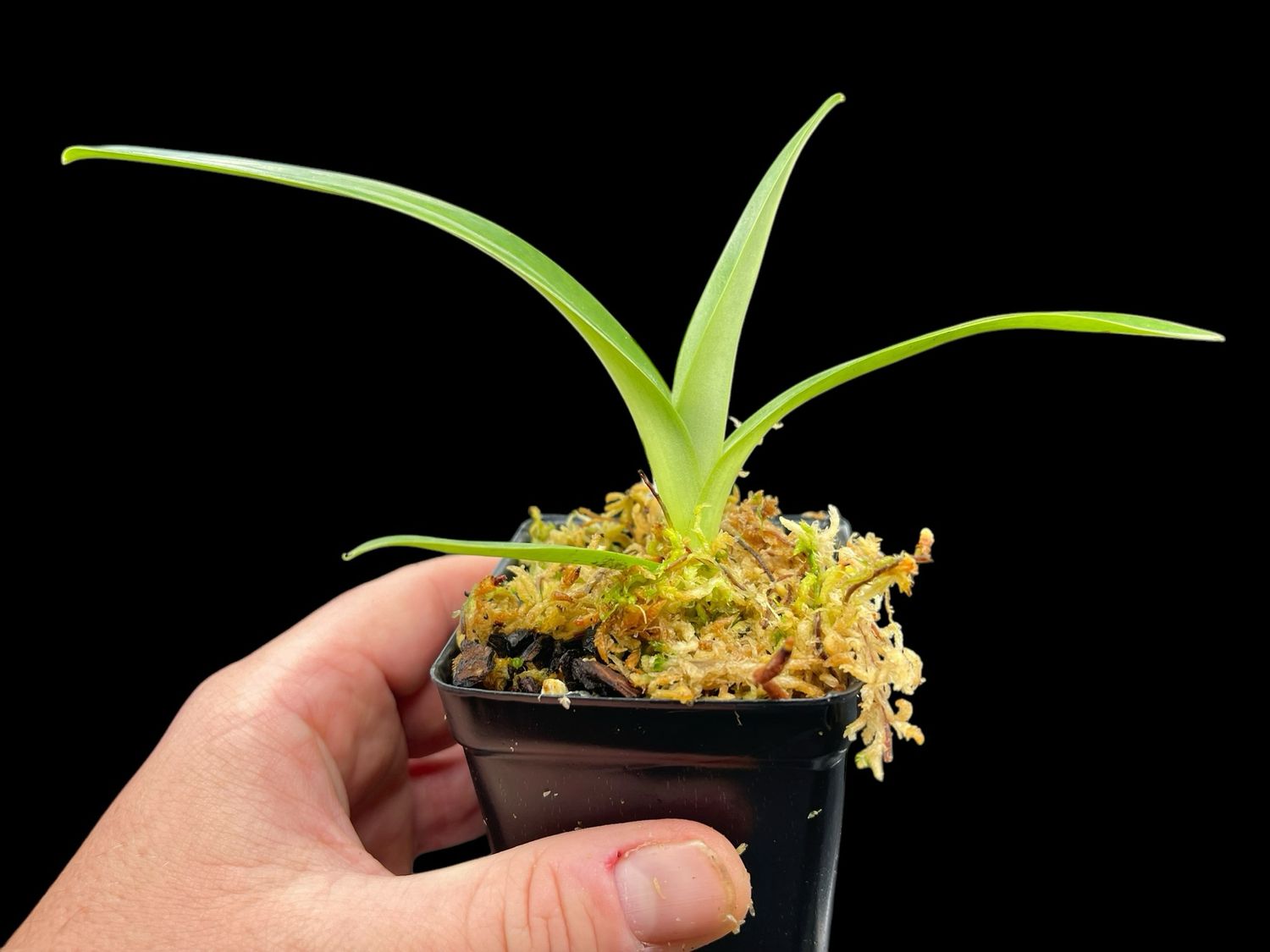 Paphiopedilum Lady Isabel (stonei 'High Five' x rothschildianum 'Massive Wings')