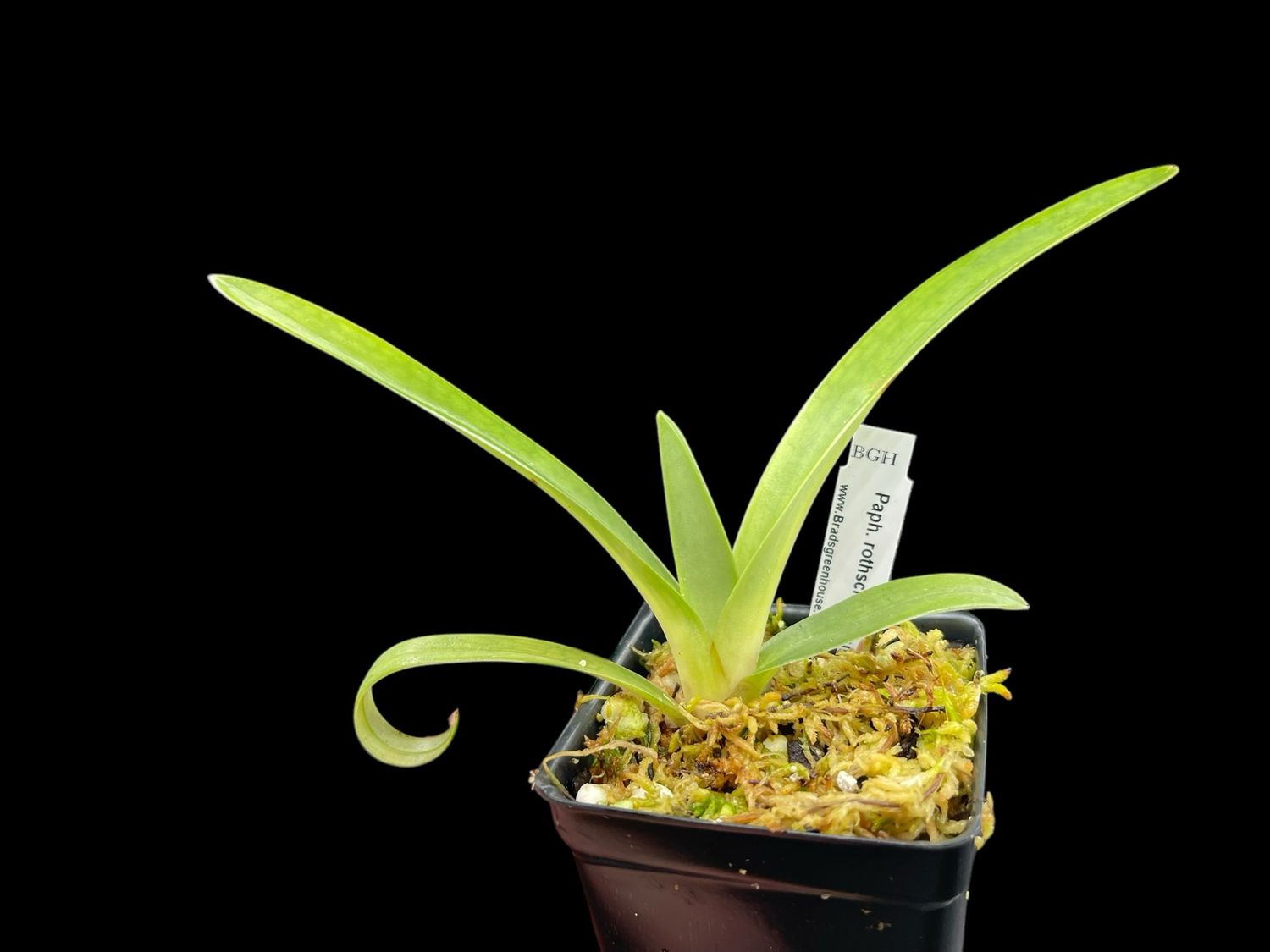 Paphiopedilum rothschildianum ('Black Wings' x 'Black Daytona')