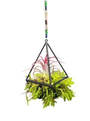 Tillandsia with Live Moss Hanger Display