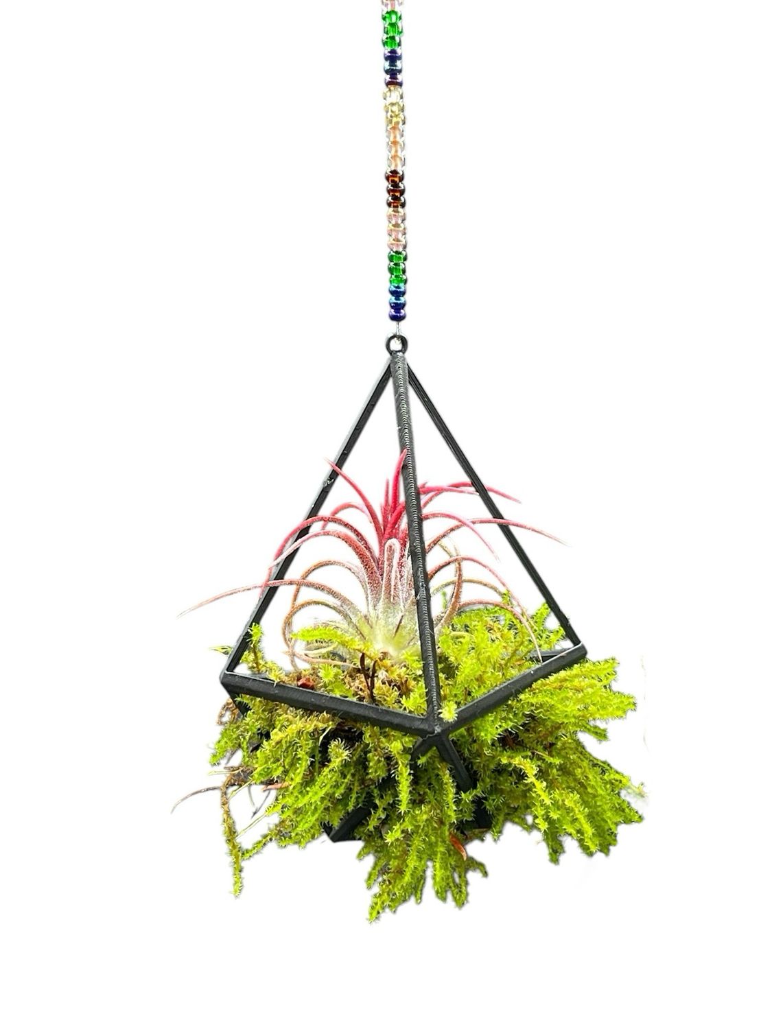Tillandsia with Live Moss Hanger Display