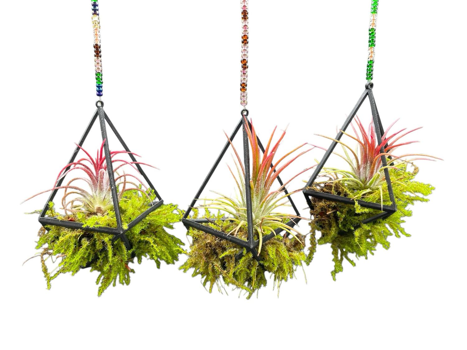 Tillandsia with Live Moss Hanger Display