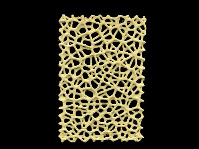 Voronoi Orchid Mount (2 pack)