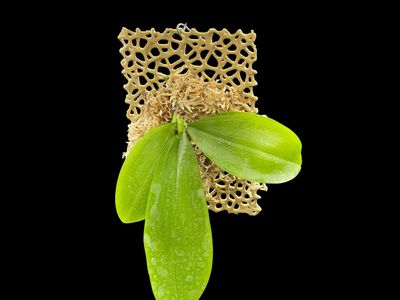 Voronoi Orchid Mount (2 pack)