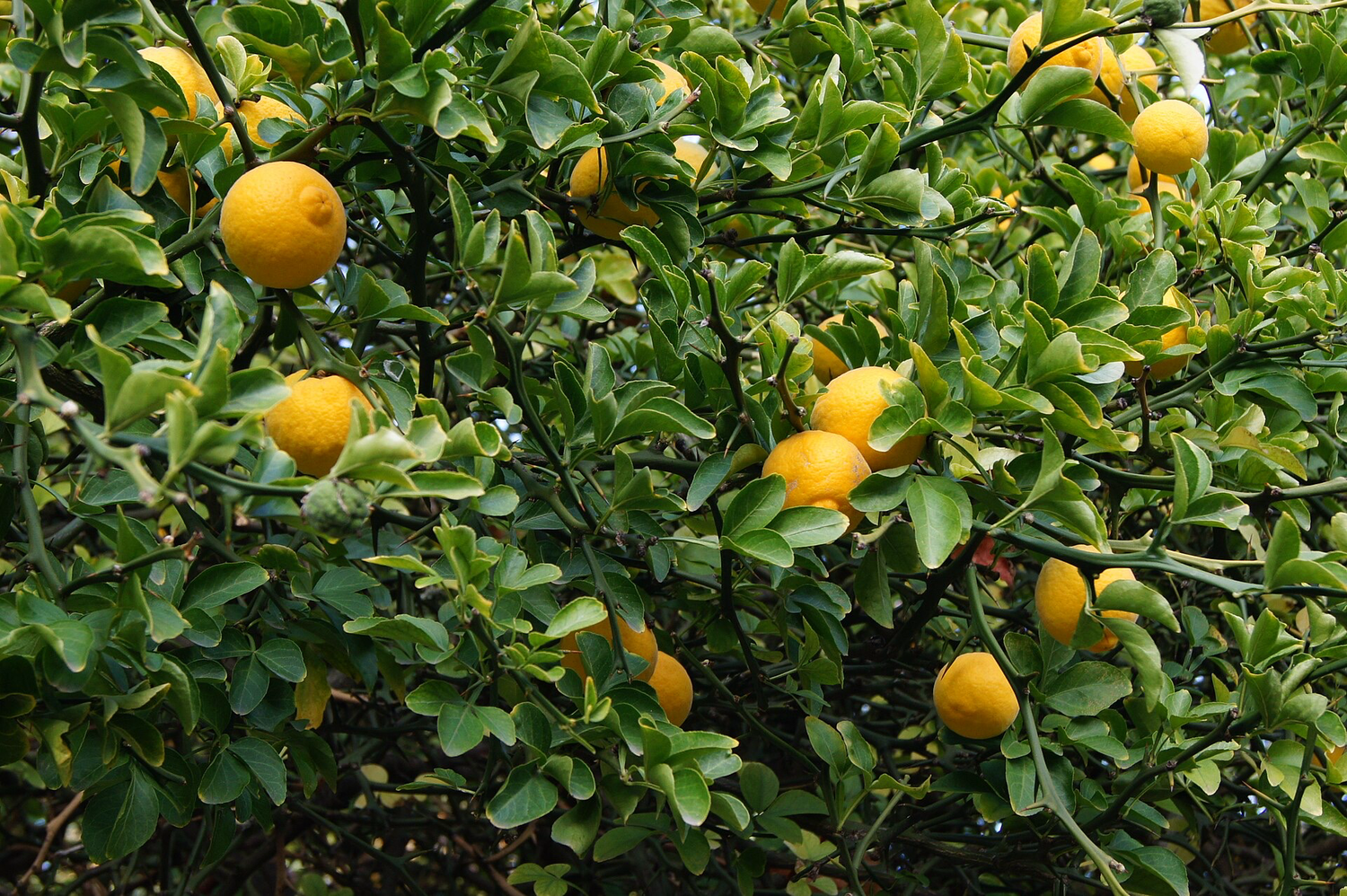 Flying Dragon Orange - Citrus trifoliata Cold Hardy -30c! 