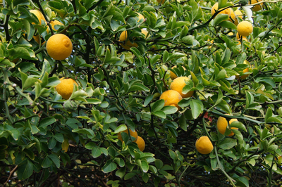 Flying Dragon Orange - Citrus trifoliata Cold Hardy -30c! 